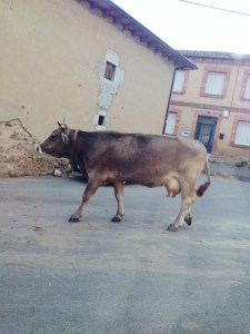 now I understand why we got into a dairy farm...it must run in the family.  Ya sabemos como quedamos con una lechería...